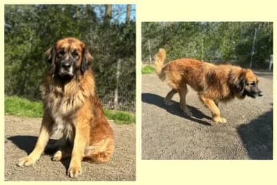 Arko, Leonberger · Rüde · 2015