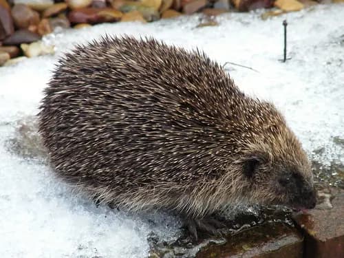 Igel im Laub