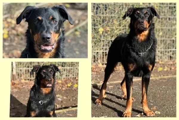 Igor, Beauceron · Rüde · 2019