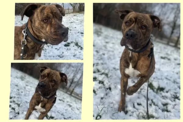 Riley, American-Staffordshire-Mix · Rüde · 2020