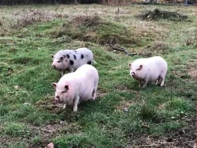Die Schweineherde, weiteres Bild