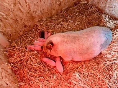 Die Schweineherde, weiteres Bild