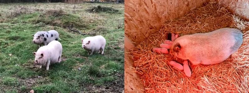 Die Schweineherde, Hängebauchschweine