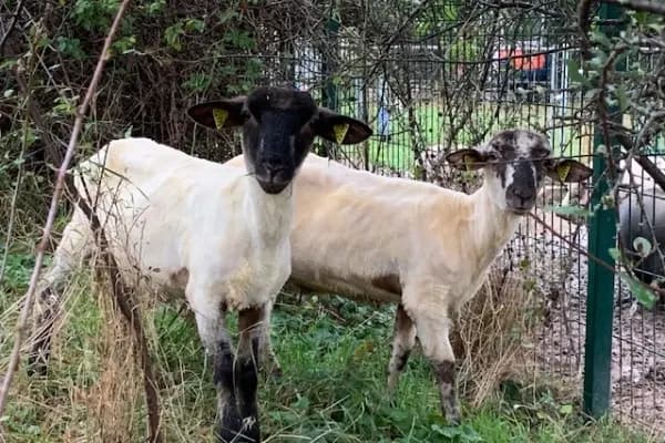 Shaun & Timmy, Heidschnucken-Schwarzkopf-Mixe · 2021