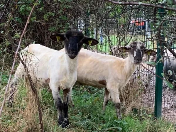 Shaun & Timmy, Heidschnucken-Schwarzkopf-Mixe · 2021